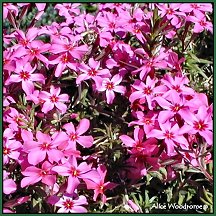 creeping phlox