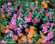 impatiens