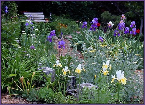 Iris in bloom