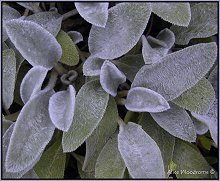 Lamb's Ear