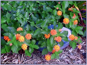 Lantanas