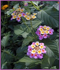 Lantanas