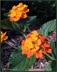 Lantana