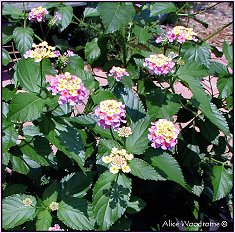 Pink Lantanas