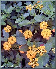 Lantanas