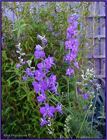 Larkspur