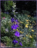 Larkspur