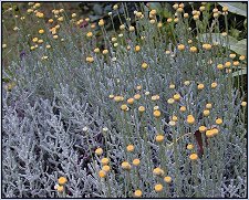 Lavender Cotton