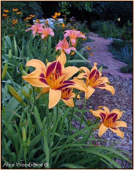 Daylilies