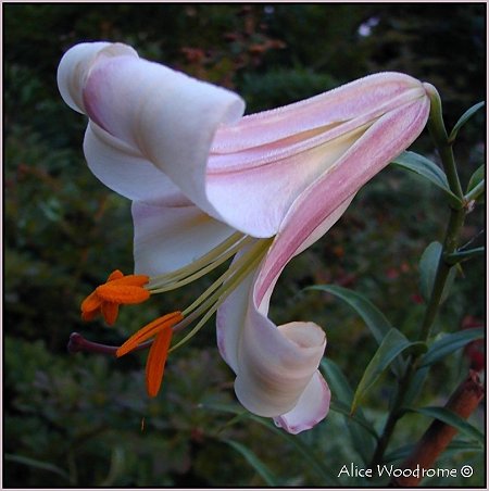 Lilium Regale (Trumpet Lily)