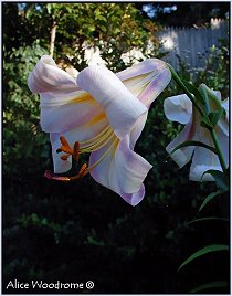 Lilium Regale