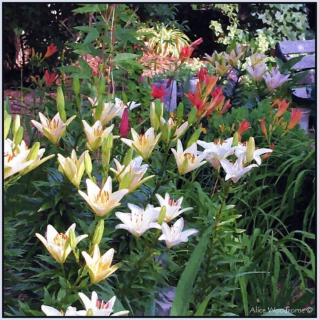 Asiatic Lilies