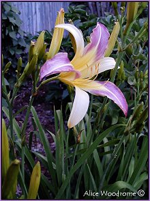 Purple and White Spider Daylily