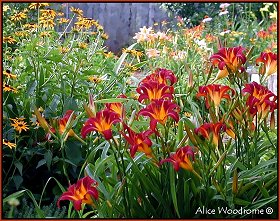 daylilies