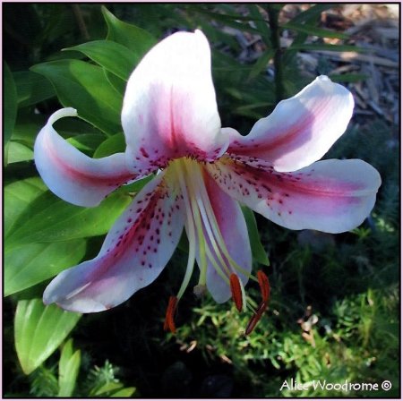 Mona Lisa Oriental Lily