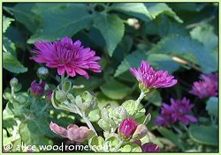 chrysanthemums