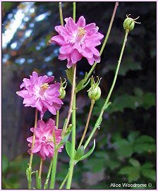 New pink columbine