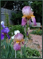old fashioned iris