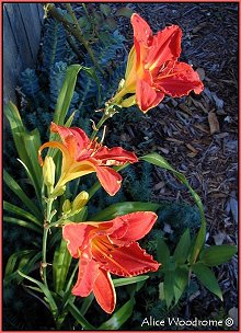 Orange daylilies