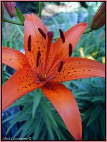 Orange Asiatic Lily