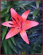 Orange Asiatic Lily