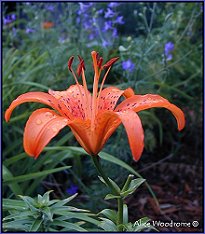 Orange Lily