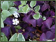 purple oxalis