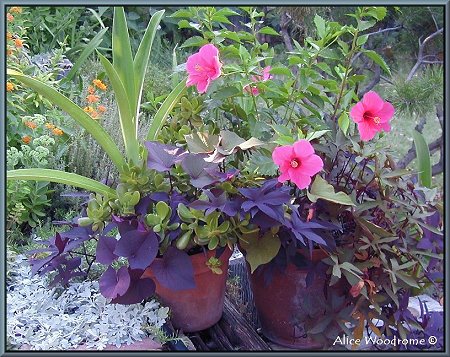 Pots on steps