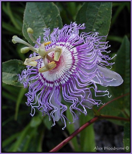 Passion Flower