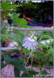 Passion Flower