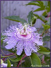 Passion Flower