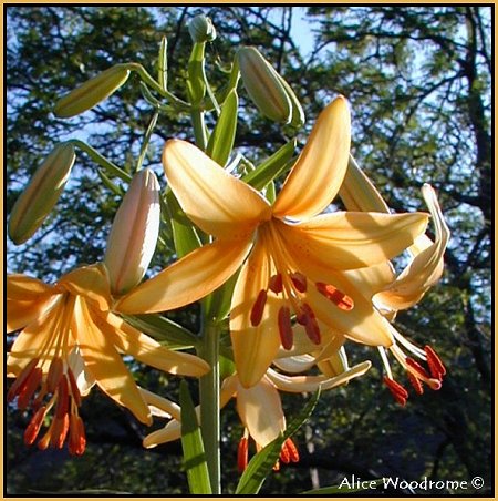 Peach Butterflies Asiatic Lily