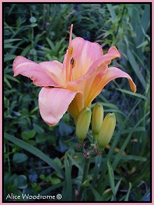 Peach daylily