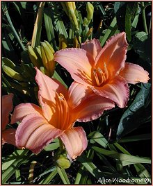 Peach Daylilies