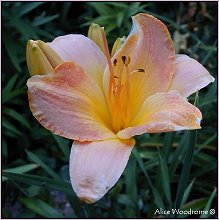 Peach Daylily