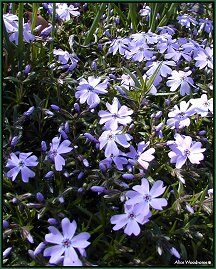 creeping phlox