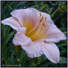 Pink daylily