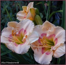 Pink Daylily