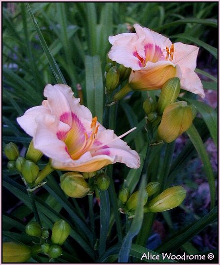 Pink Daylily with Raspberry Eyes