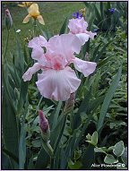 pink iris