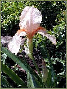 Pink Iris