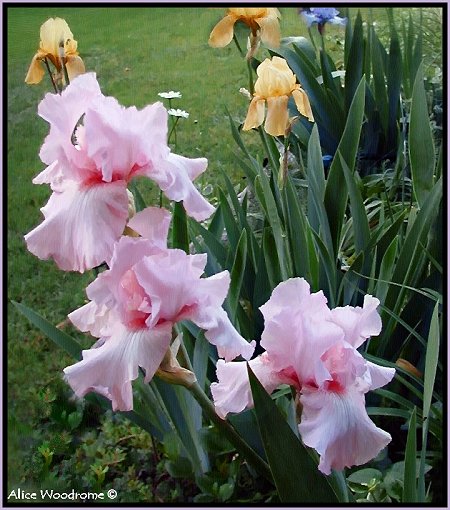 Pink Ruffled Irises