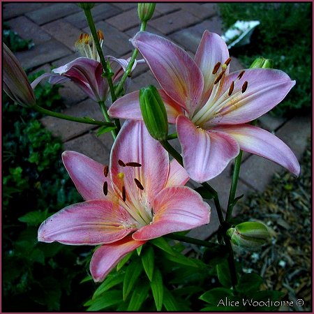 Pink Asiatic Lilies