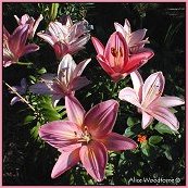 Pink Lilies