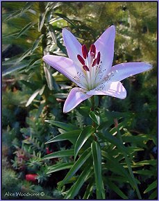 Pink Speckled Asiatic Lily