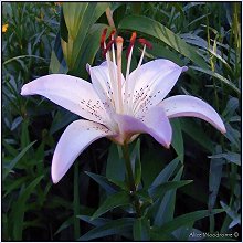 Pink Lily