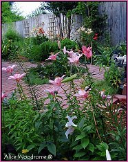 Pink Lily Garden