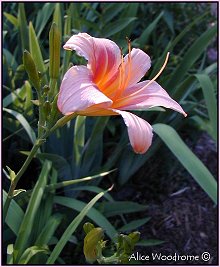 Apricot Daylily