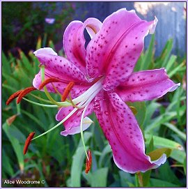 Last Oriental Lily