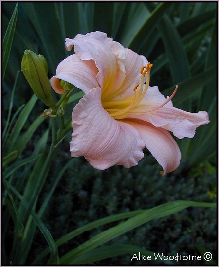 Pink Ruffled Daylily